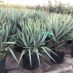 Palmlelie (Yucca Gloriosa) -Aanbiedingen Tuin Ziel Winkel yuccagloriosac30